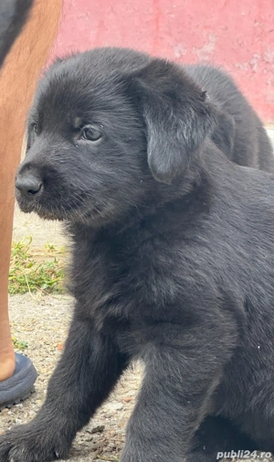 Labrador negru - imagine 2