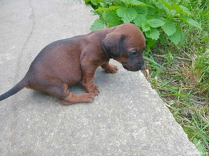 Căței teckel dachshund 