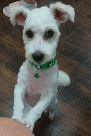 Vand bichon maltez - imagine 2