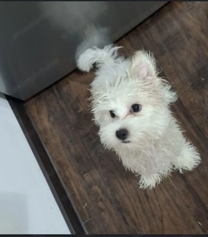 Vand bichon maltez - imagine 3