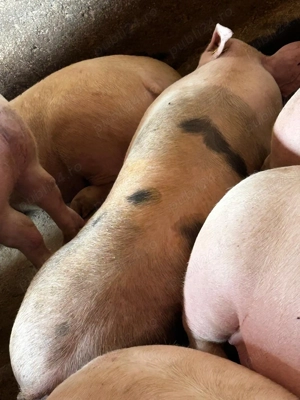 Porci de vânzare 