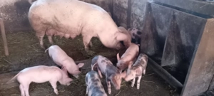 Vând purcei pietrean cu pik 2 luni  - imagine 2