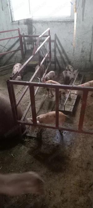 Vând purcei pietrean cu pik 2 luni  - imagine 4