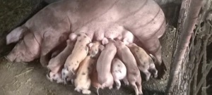 Vând purcei pietrean cu pik 2 luni  - imagine 3