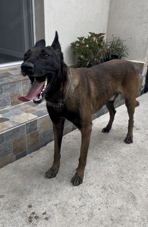 Ciobănesc Belgian - m o n t a - imagine 2