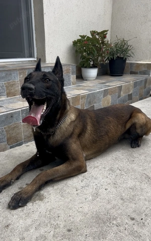 Ciobănesc Belgian - m o n t a