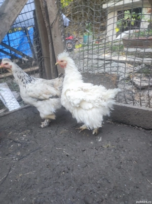 vând gaini si cocoși 