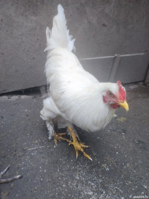 vând gaini si cocoși  - imagine 4