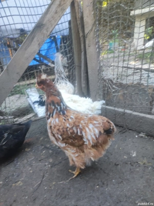 vând gaini si cocoși  - imagine 3