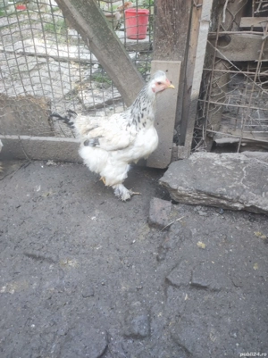 vând gaini si cocoși  - imagine 5