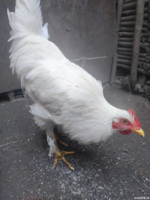 vând gaini si cocoși  - imagine 2