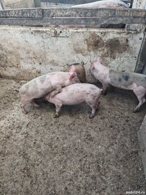 Purcei de vânzare  - imagine 3