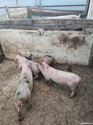 Purcei de vânzare  - imagine 2