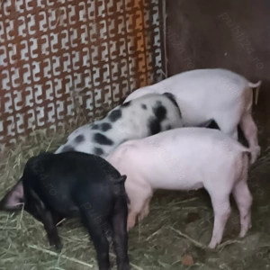 Vând purcei romanesti - imagine 2 Vând purcei romanesti - imagine 2