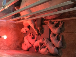 Vand purceluși metis din părinți Landrace si Marele Alb