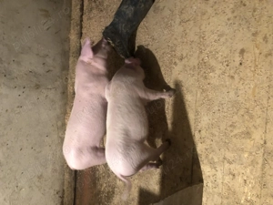 Vand purceluși metis din părinți Landrace si Marele Alb - imagine 4