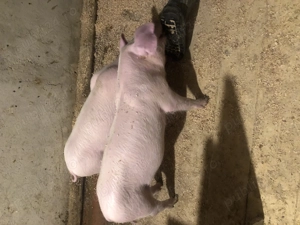 Vand purceluși metis din părinți Landrace si Marele Alb - imagine 3