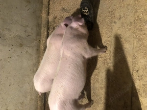 Vand purceluși metis din părinți Landrace si Marele Alb - imagine 2