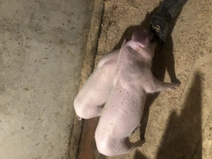 Vand purceluși metis din părinți Landrace si Marele Alb - imagine 5