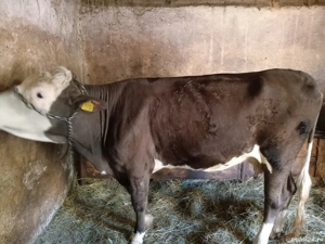 Vaca Bălțată Româneasca  - imagine 4