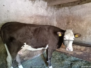 Vaca Bălțată Româneasca  - imagine 3