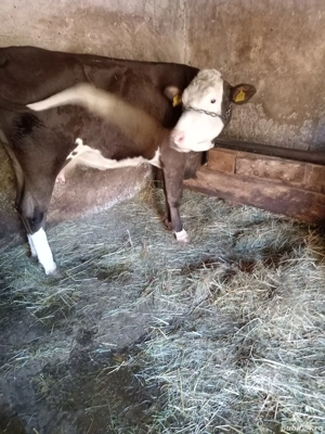 Vaca Bălțată Româneasca  - imagine 5