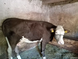 Vaca Bălțată Româneasca  - imagine 2