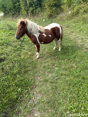 vand ponei  - imagine 2