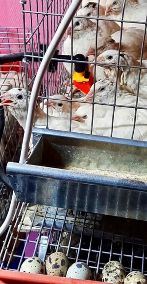  Crescătoria de Prepelițe Slobozia , Ouă de prepeliță GIGANTĂ  POLARĂ XXL de vânzare pentru incubat - imagine 3