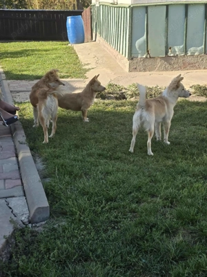 Donez cățelușe cuminți 