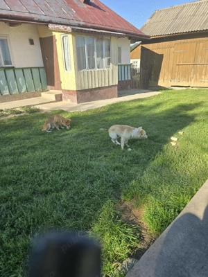 Donez cățelușe cuminți  - imagine 2