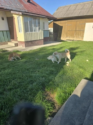 Donez cățelușe cuminți  - imagine 4