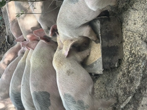 Vând purcei 12 săptămâni 