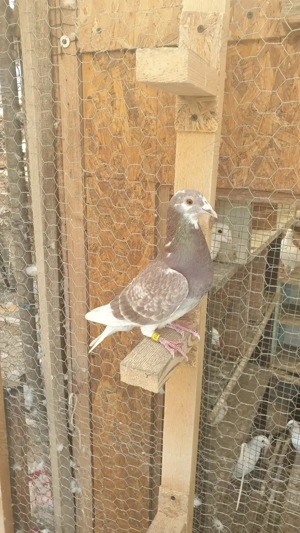 Ocazie! Vand mascul voiajor rosu, 2025, mama cu clasari, TOP! - imagine 2