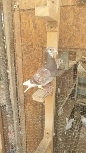 Ocazie! Vand mascul voiajor rosu, 2025, mama cu clasari, TOP! - imagine 3