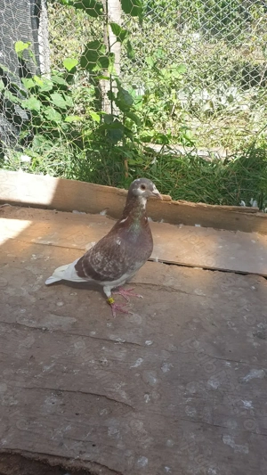 Ocazie! Vand mascul voiajor rosu, 2025, mama cu clasari, TOP! - imagine 5