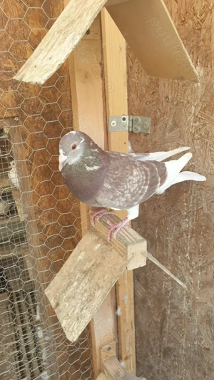 Ocazie! Vand mascul voiajor rosu, 2025, mama cu clasari, TOP! - imagine 4