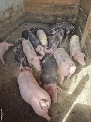 Vand grasuni castrati - imagine 2