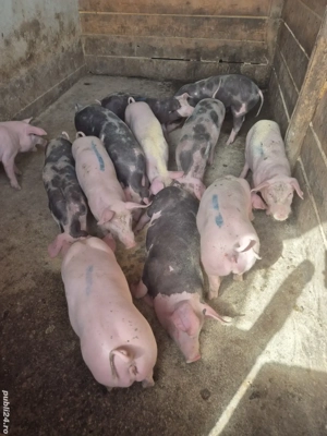 Vand grasuni castrati - imagine 3