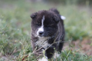 Akita Inu roscat si brindle(tigrat) - imagine 2