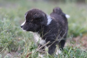 Akita Inu roscat si brindle(tigrat) - imagine 4