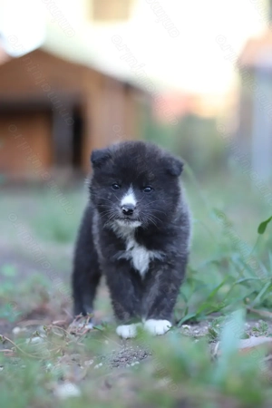 Akita Inu roscat si brindle(tigrat) - imagine 3