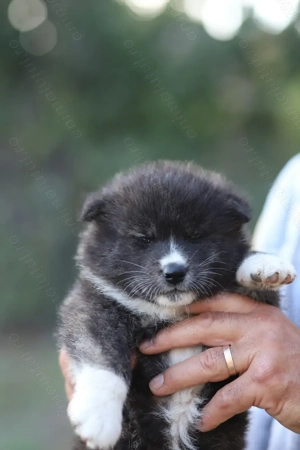 Akita Inu roscat si brindle(tigrat) - imagine 5