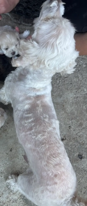 Bichon| negru cu alb - imagine 4