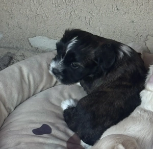 Bichon| negru cu alb - imagine 2