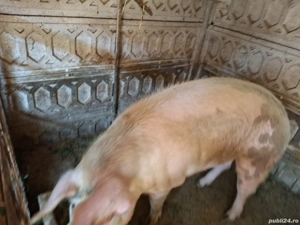 porc de vanzare  - imagine 2