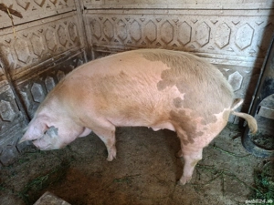 porc de vanzare  - imagine 3