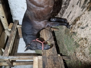 De vânzare 16 luni - imagine 2 De vânzare 16 luni - imagine 2