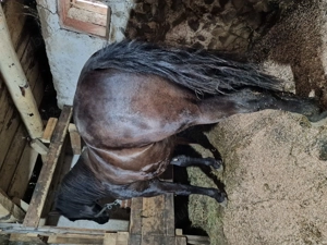 De vânzare 16 luni - imagine 3 De vânzare 16 luni - imagine 3