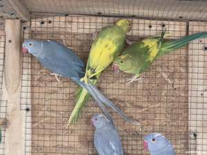 Papagali Micul Alexandru mutații de culoare - imagine 2 Papagali Micul Alexandru mutații de culoare - imagine 2